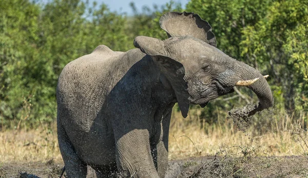 Afrikaanse Bosolifant — Stockfoto