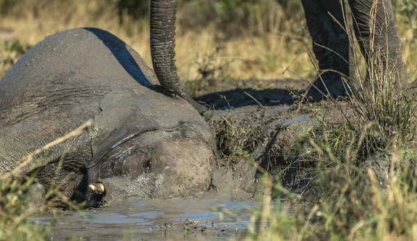 Elefante Arbusto Africano — Foto de Stock