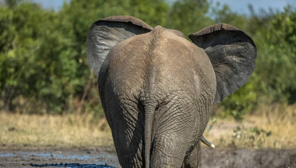 Elefante Arbusto Africano —  Fotos de Stock