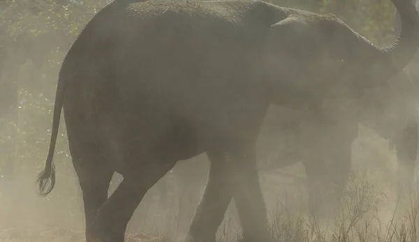 Elefante Arbusto Africano — Foto de Stock