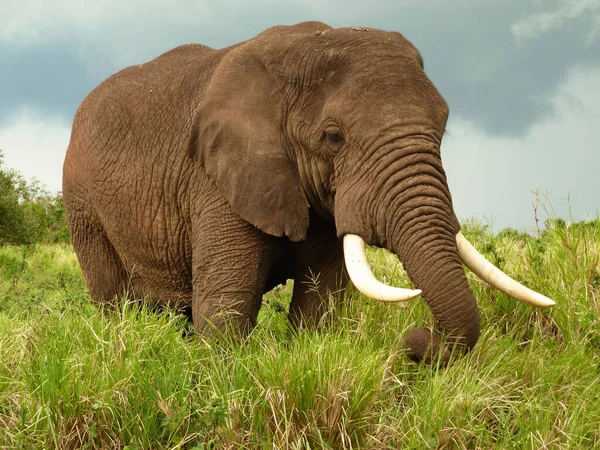 Afrikaanse Bosolifant — Stockfoto