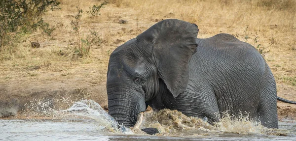 Elefante Arbusto Africano — Fotografia de Stock