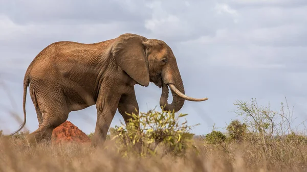 Afrikaanse Bosolifant — Stockfoto