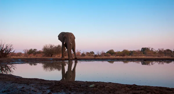 Der Afrikanische Buschelefant — Stockfoto