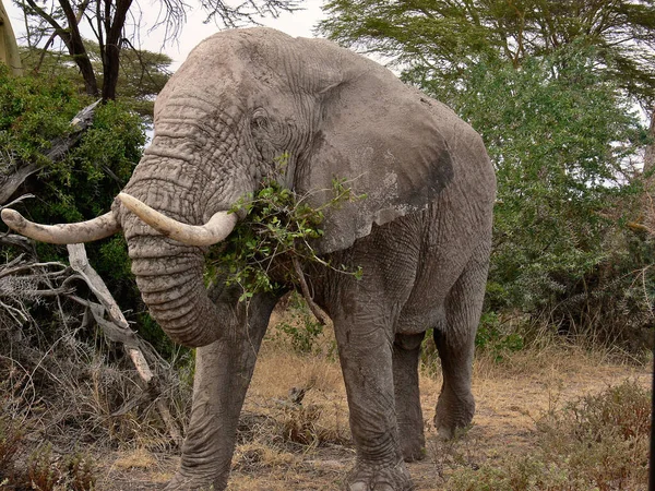 Elefante Arbusto Africano — Fotografia de Stock