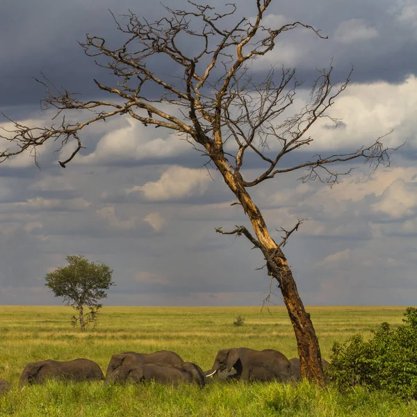 Park Narodowy Arusha Tanzanii — Zdjęcie stockowe