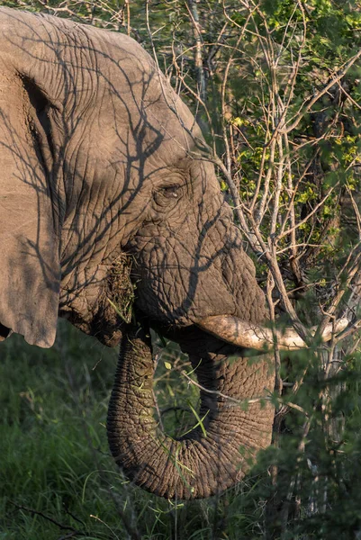 Arusha National Park Tanzania — Stock Photo, Image