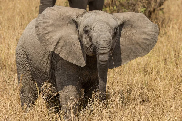 Національний Парк Аруша Танзанії — стокове фото