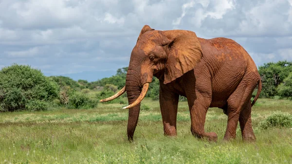 Arusha Nationalpark Tansania — Stockfoto