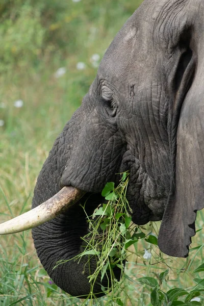 Parco Nazionale Arusha Tanzania — Foto Stock