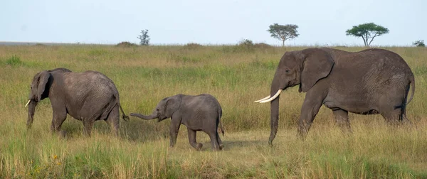 Arusha national park in Tanzania