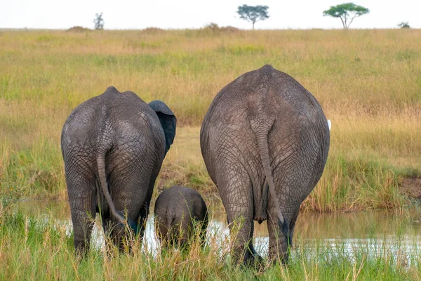 Национальный Парк Аруша Танзании — стоковое фото