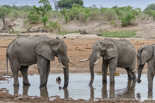 Park Narodowy Arusha Tanzanii — Zdjęcie stockowe