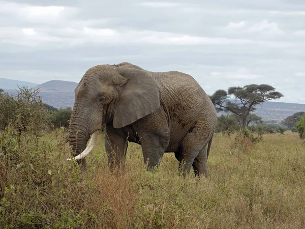 Parque Nacional Arusha Tanzânia — Fotografia de Stock
