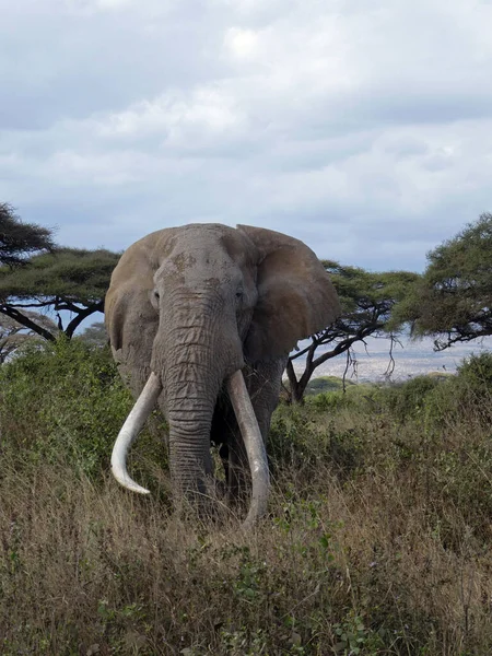 Nationaal Park Arusha Tanzania — Stockfoto