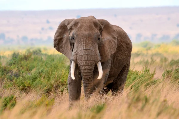 Arusha Nationalpark Tanzania — Stockfoto