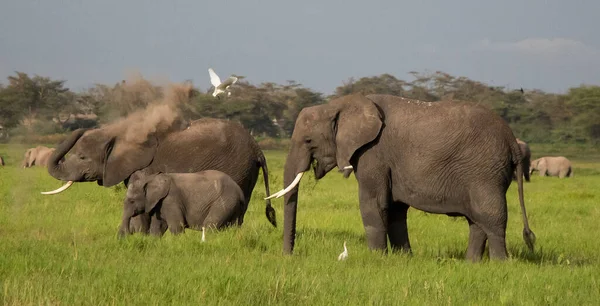 Parque Nacional Arusha Tanzânia — Fotografia de Stock