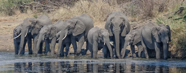 Національний Парк Аруша Танзанії — стокове фото