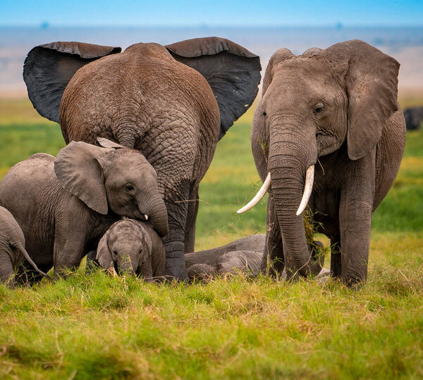 Arusha national park in Tanzania