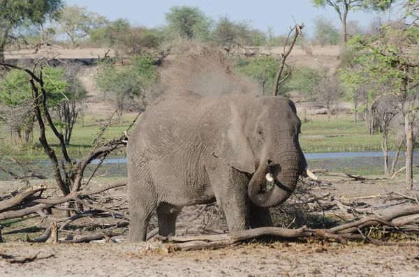 Parque Nacional Arusha Tanzania — Foto de Stock