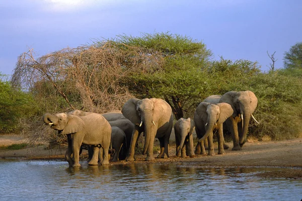 Εθνικό Πάρκο Αρούσα Στην Τανζανία — Φωτογραφία Αρχείου