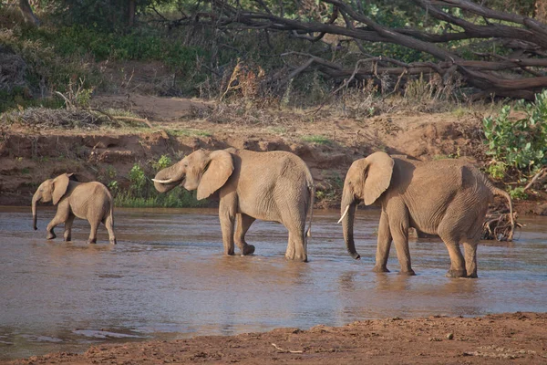 Nationaal Park Arusha Tanzania — Stockfoto