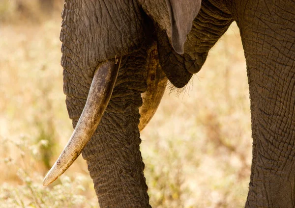 Parc National Arusha Tanzanie — Photo