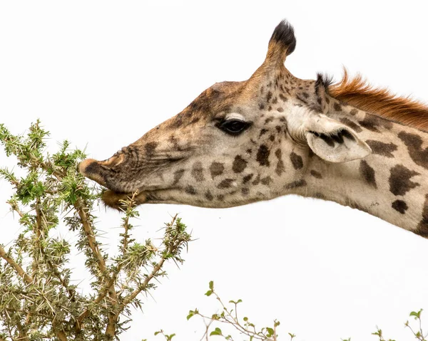 Parque Nacional Arusha Tanzânia — Fotografia de Stock