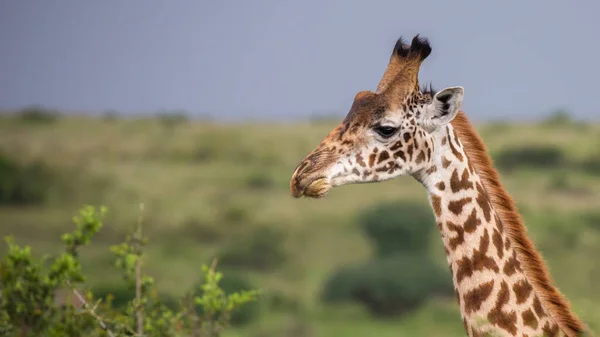 Zsiráf Vadonban Afrika — Stock Fotó