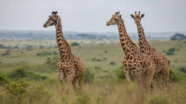 Żyrafa Naturze Afryka — Zdjęcie stockowe