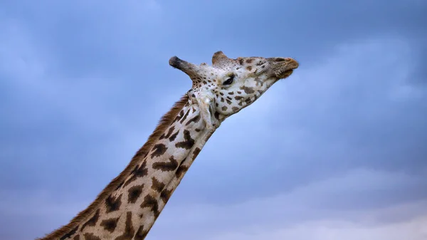 Giraffe Wild Africa — Stock Photo, Image