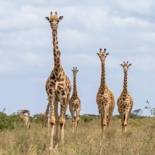 Giraff Naturen Afrika — Stockfoto