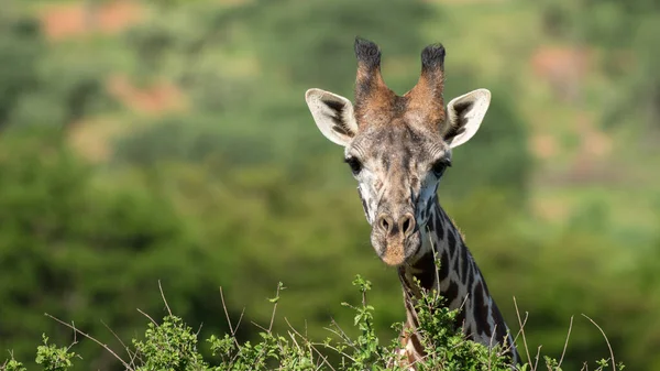 Girafa Natureza África — Fotografia de Stock