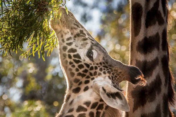Jeune Girafe Masai Giraffa Tippelskirch Nommée Roho Née Harriet Maman — Photo