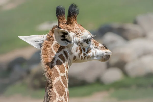 Arusha Nemzeti Park Tanzániában — Stock Fotó