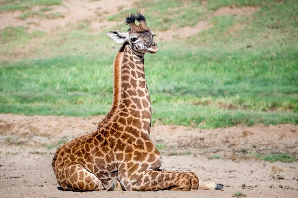 Arusha National Park Tanzania — Stock Photo, Image