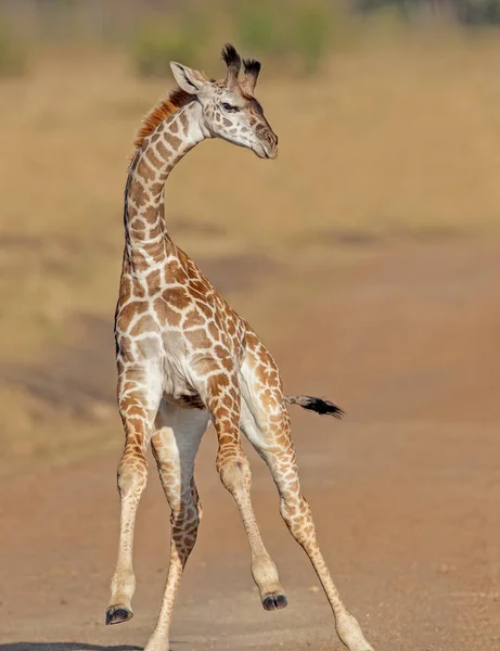 Parque Nacional Arusha Tanzania — Foto de Stock