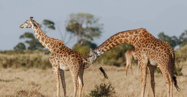 Parque Nacional Arusha Tanzania — Foto de Stock