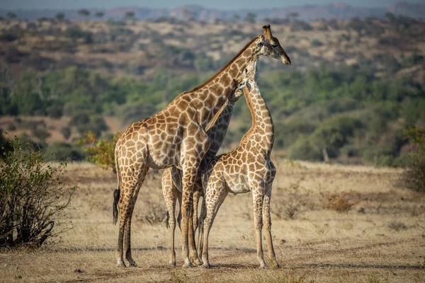 Zsiráf Vadonban Kelet Afrika — Stock Fotó