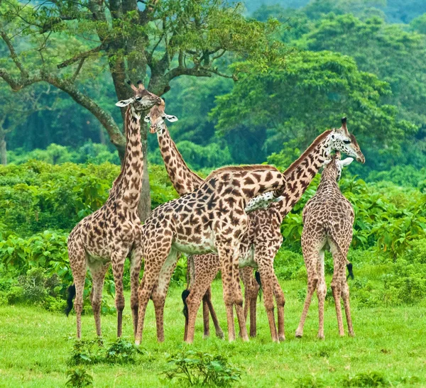 Parque Nacional Arusha Tanzania — Foto de Stock