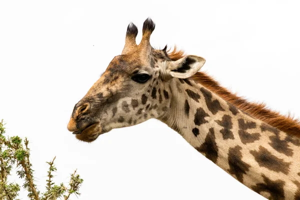 Žirafa Volné Přírodě Východní Afrika — Stock fotografie