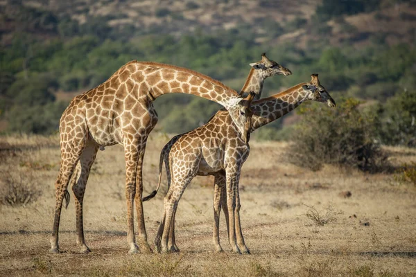 Жираф Дикій Природі Східній Африці — стокове фото