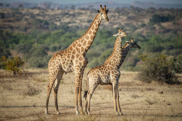 Girafa África Oriental Selvagem — Fotografia de Stock