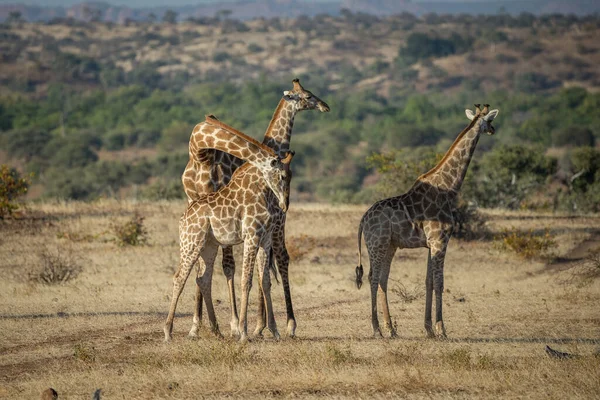 Zsiráf Vadonban Kelet Afrika — Stock Fotó