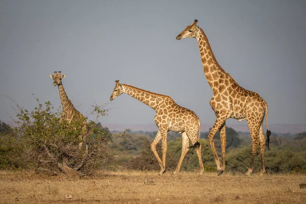 Jirafa Naturaleza África Oriental — Foto de Stock