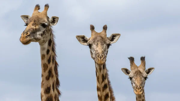 Giraff Det Vilda Östafrika — Stockfoto