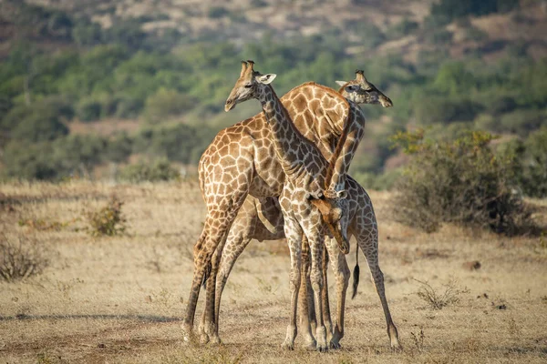 Giraffe Wild East Africa — Stock Photo, Image