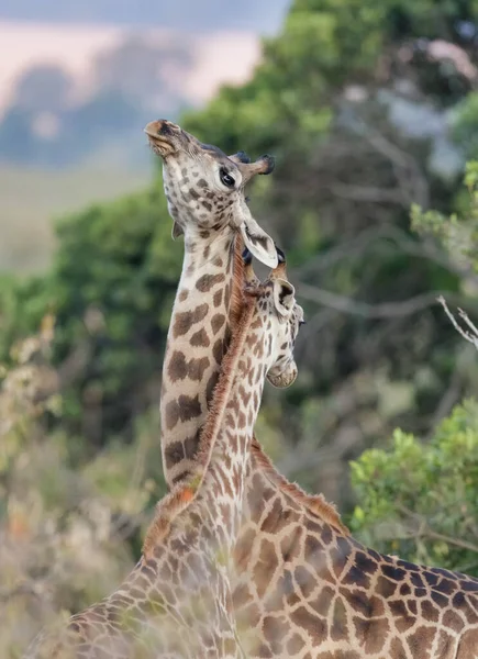 Giraffe Freier Wildbahn Ostafrika — Stockfoto