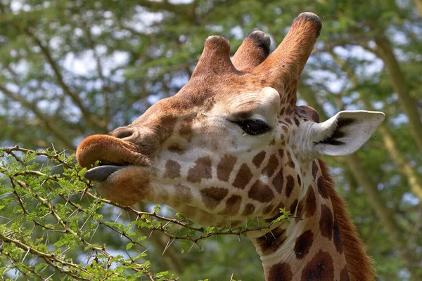 Jirafa Naturaleza África Oriental — Foto de Stock