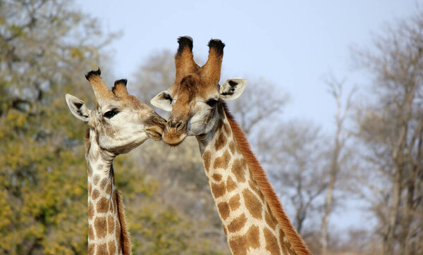 Жираф в дикой природе, Восточная Африка